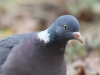 04 Ringeltaube Columba palumbus Promenade 10.02.2017 373