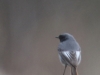 04 Hausrotschwanz Rehburg 26.02.2017 006