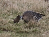 01 - 6 YJ Blessgans Heudamm Meerbruchswiesen  04.03.2017 054