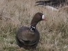 02 - 6 YJ Blessgans Heudamm Meerbruchswiesen  04.03.2017 057