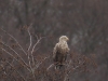 07 Seeadler Plattform Mardorf  03.03.2017 220