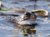 01 Moorfrosch  Heudamm 28.03.2017 250