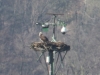 04 Fischadler Heudamm 28.03.2017 077