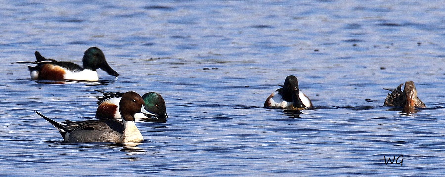 02 dto.+ Spießente  Vogelbiotop  03.04.2017 303