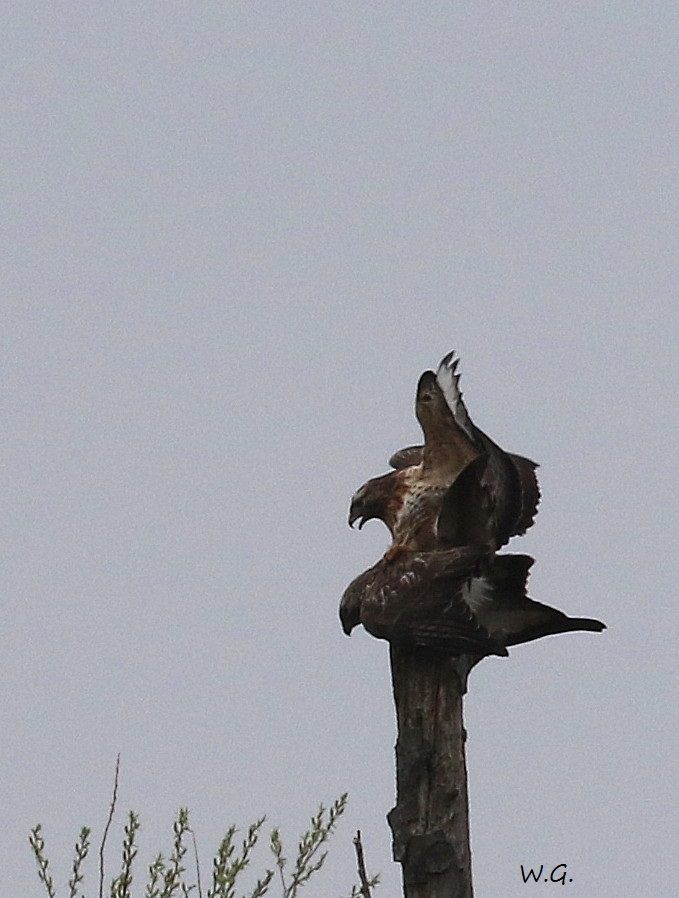 01 HaKa 29.03.2017 Paarung Maeusebussard 128