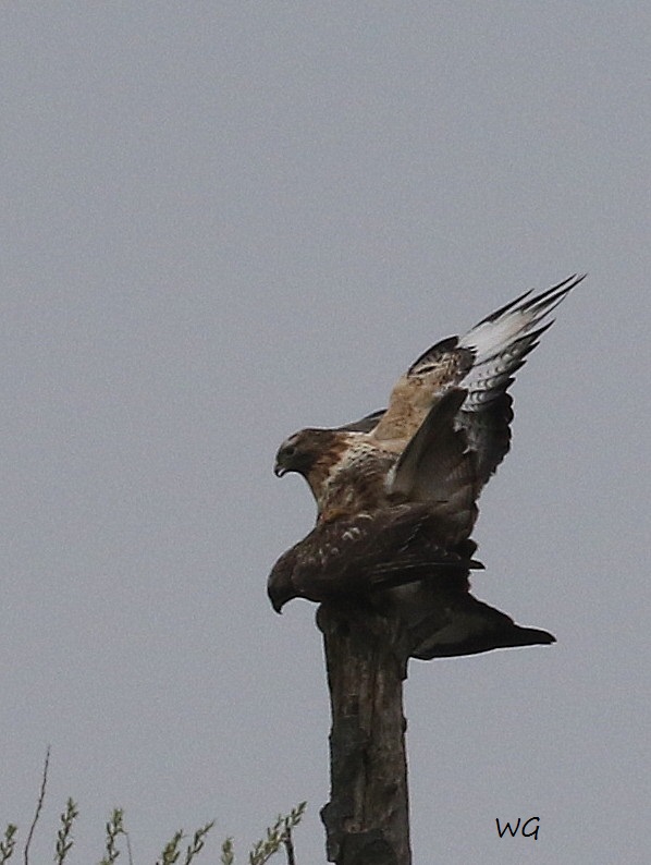 02 HaKa 29.03.2017 Paarung Maeusebussard 131