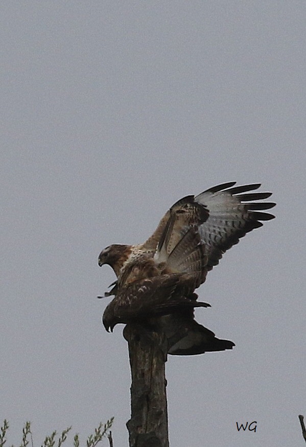 03 HaKa 29.03.2017 Paarung Maeusebussard 134