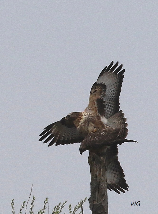 04 HaKa 29.03.2017 Paarung Maeusebussard 136