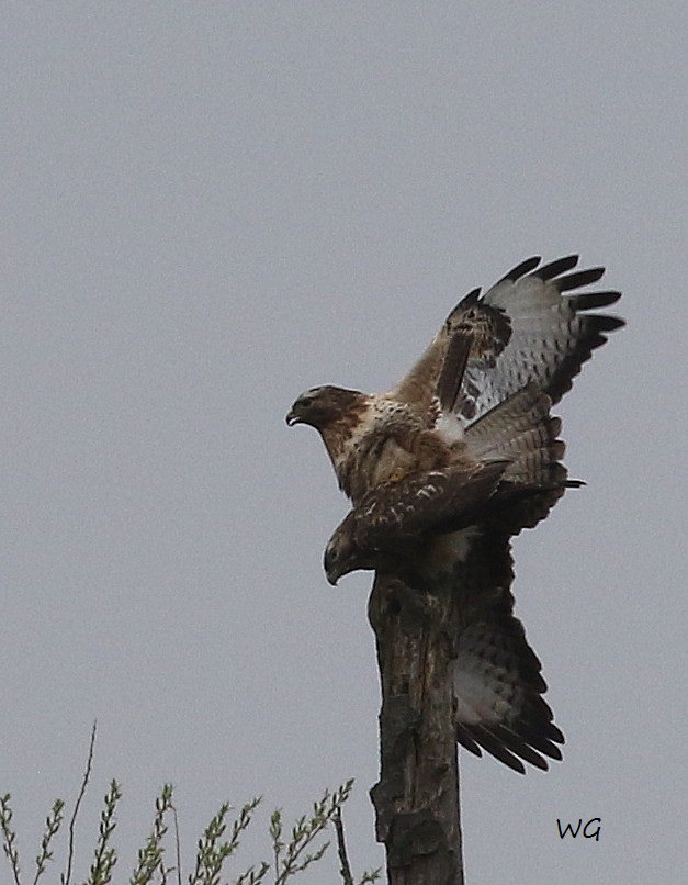 05 HaKa 29.03.2017 Paarung Maeusebussard 135