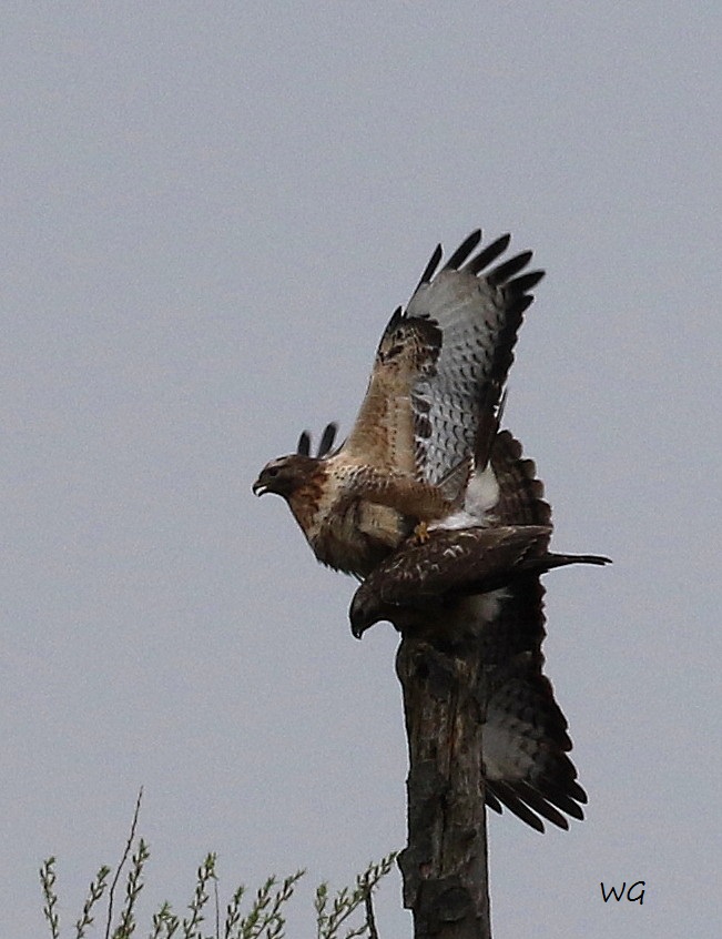 06 HaKa 29.03.2017 Paarung Maeusebussard 137