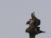 01 HaKa 29.03.2017 Paarung Maeusebussard 128