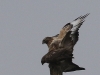 02 HaKa 29.03.2017 Paarung Maeusebussard 131