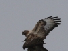 03 HaKa 29.03.2017 Paarung Maeusebussard 134