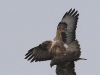 04 HaKa 29.03.2017 Paarung Maeusebussard 136