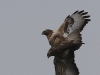 05 HaKa 29.03.2017 Paarung Maeusebussard 135