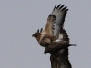06 HaKa 29.03.2017 Paarung Maeusebussard 137