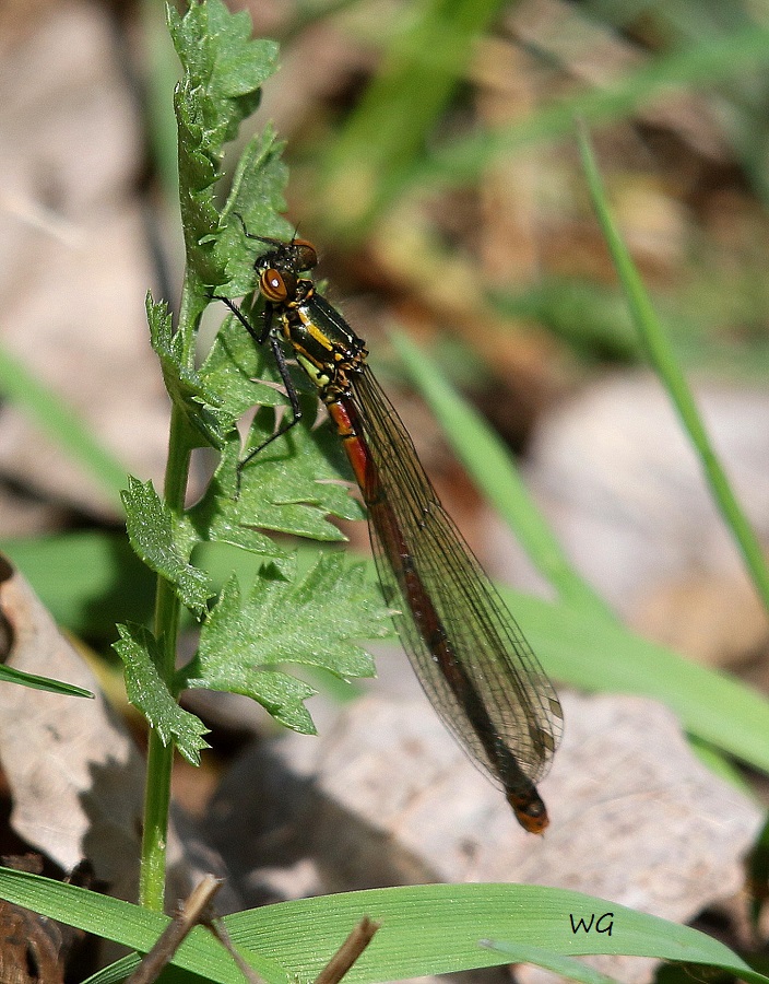 04 Fruehe Adonislibelle  Neumoor 16.04.2017 207