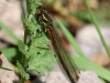 04 Fruehe Adonislibelle  Neumoor 16.04.2017 207