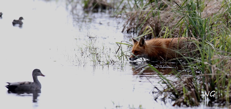 01 Fuchs Huette 2  24.04.2017