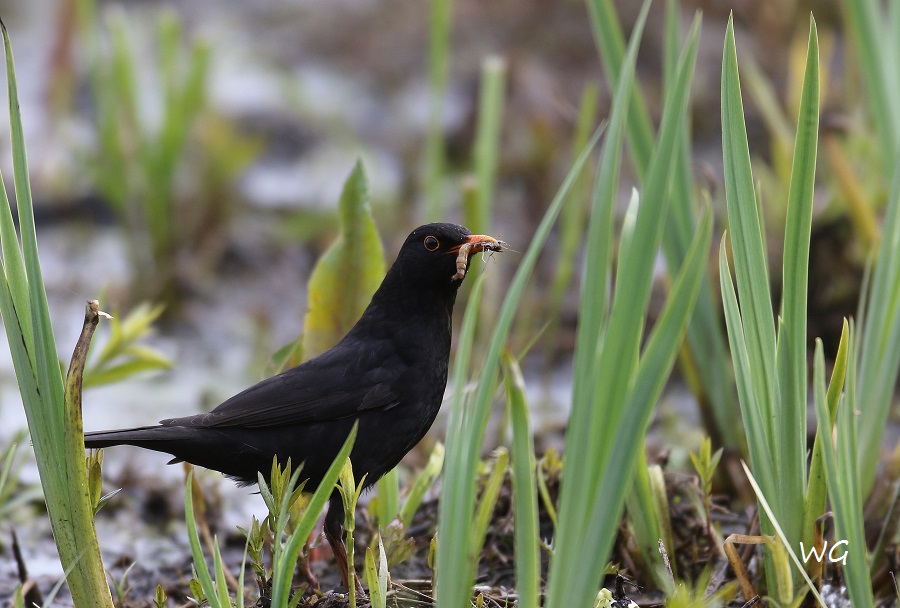 06 Amsel Huette 1  24.04.2017