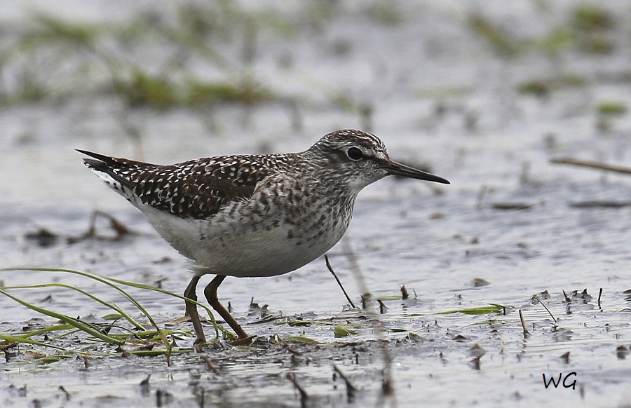 07 Bruchwasserlaeufer  Bruecke Kleines Vogelbiotop 24.04.2017