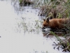01 Fuchs Huette 2  24.04.2017