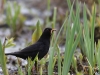 06 Amsel Huette 1  24.04.2017