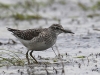 07 Bruchwasserlaeufer  Bruecke Kleines Vogelbiotop 24.04.2017
