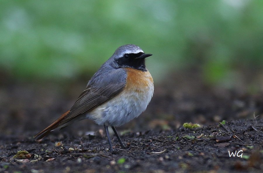 09 Gartenrotschwanz Heudamm 25.04.2017