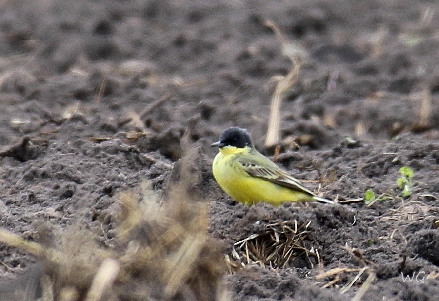 01 Nordische Schafstelze Motacilla flava thunbergi  29.04.2017 090
