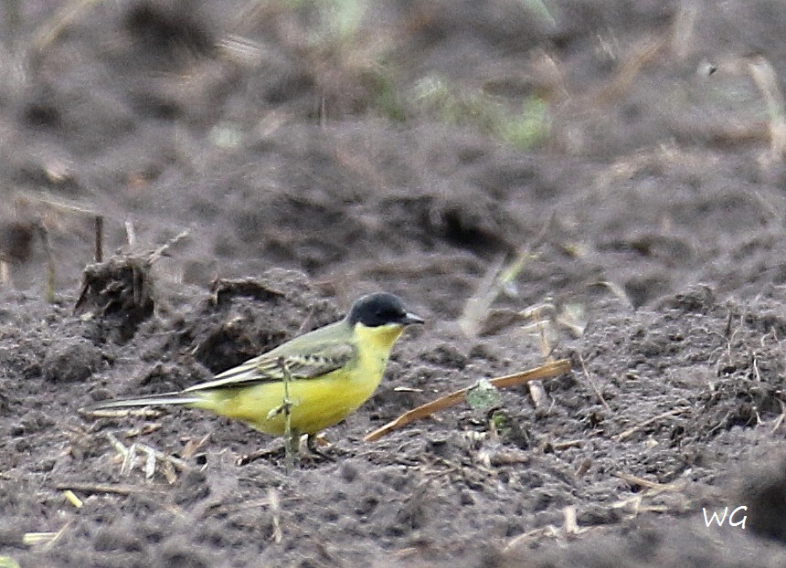 02 Nordische Schafstelze Motacilla flava thunbergi 29.04.2017 080