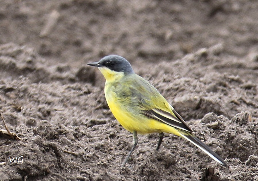 03 Nordische Schafstelze Motacilla flava thunbergi  29.04.2017 120