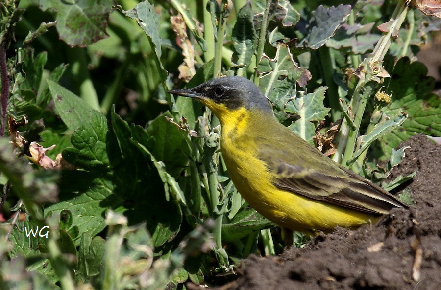 04 Nordische Schafstelze Motacilla flava thunbergi  30.04.2017 554
