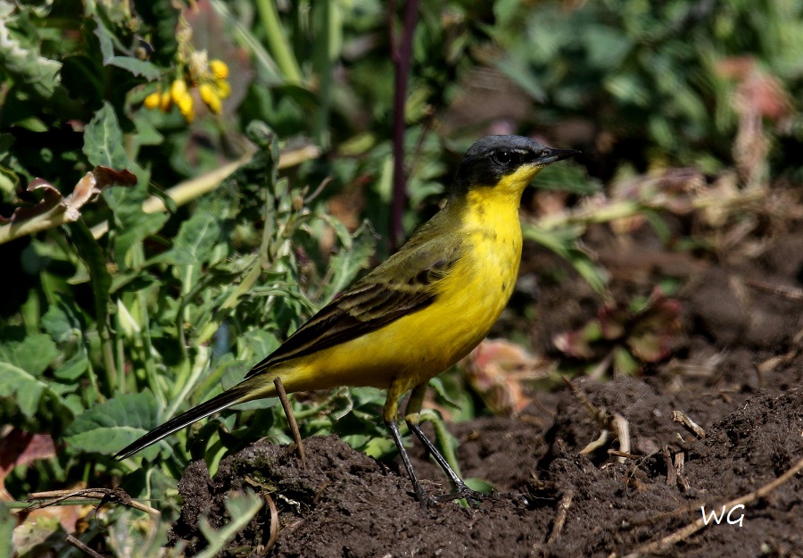 05 Nordische Schafstelze Motacilla flava thunbergi  30.04.2017 563
