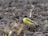 01 Nordische Schafstelze Motacilla flava thunbergi  29.04.2017 090