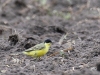 02 Nordische Schafstelze Motacilla flava thunbergi 29.04.2017 080