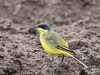 03 Nordische Schafstelze Motacilla flava thunbergi  29.04.2017 120