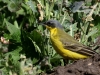 04 Nordische Schafstelze Motacilla flava thunbergi  30.04.2017 554