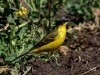 05 Nordische Schafstelze Motacilla flava thunbergi  30.04.2017 563