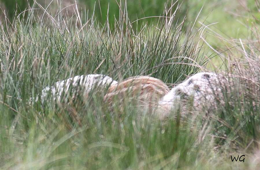 01 Wildschweine Huette 2 02.05.2017 198