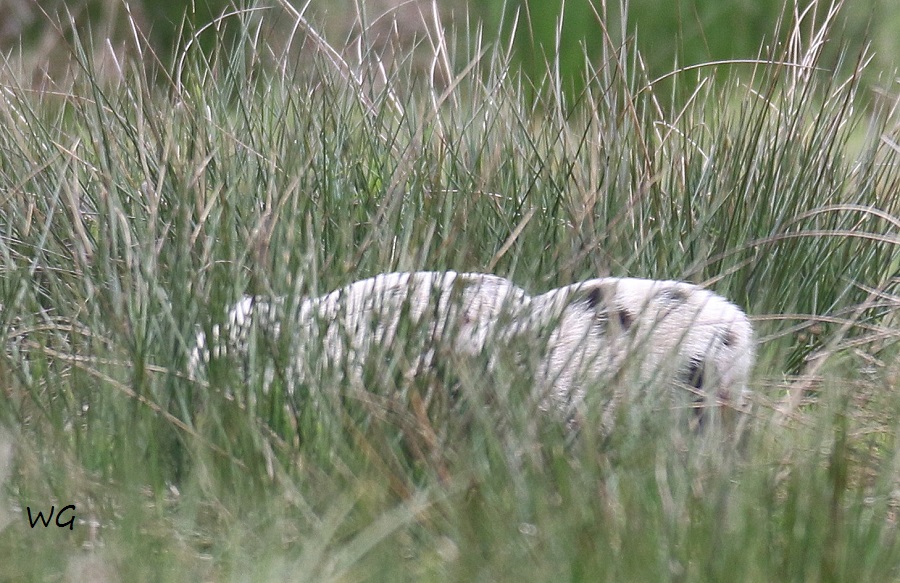 02 Wildschweine Huette 2 02.05.2017 199