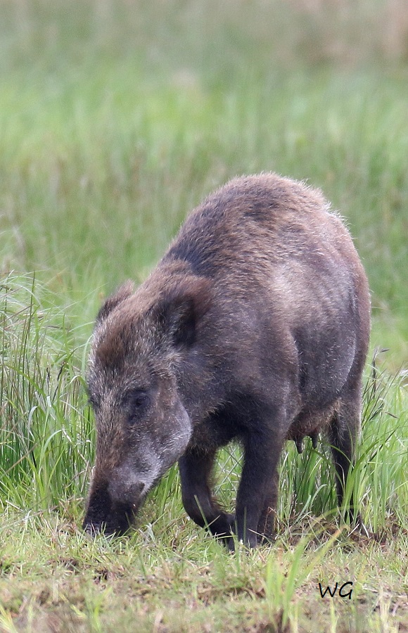 03 Wildschweine Huette 2 02.05.2017 182