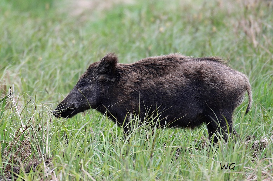 04 Wildschweine Huette 2 02.05.2017 226