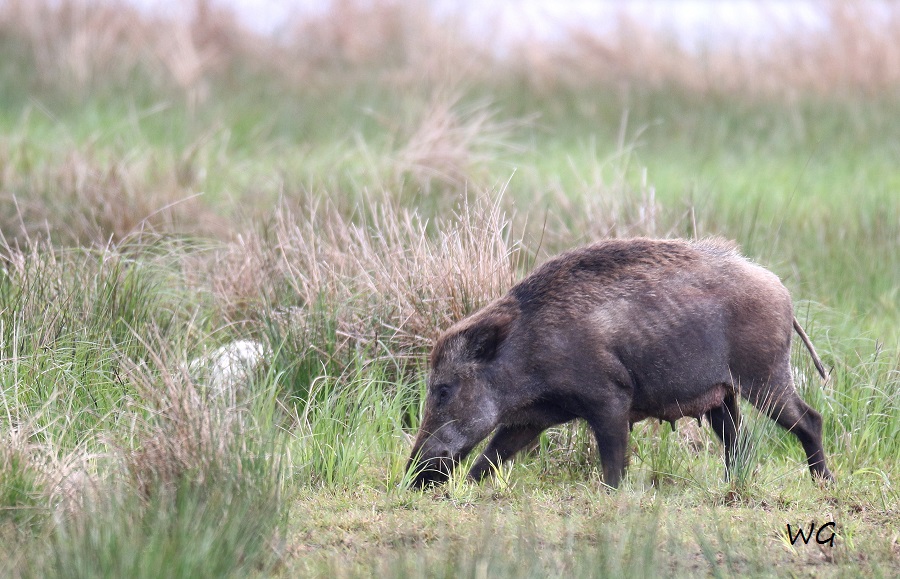 05 Wildschweine Huette 2 02.05.2017 188