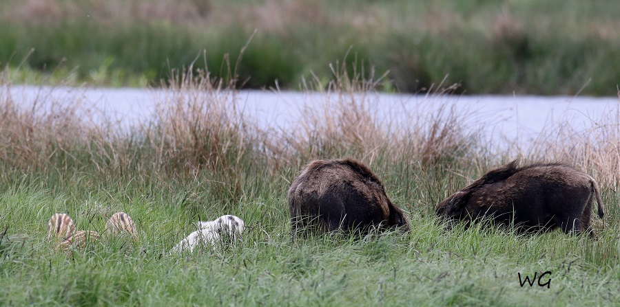 06 Wildschweine Huette 2 02.05.2017 160