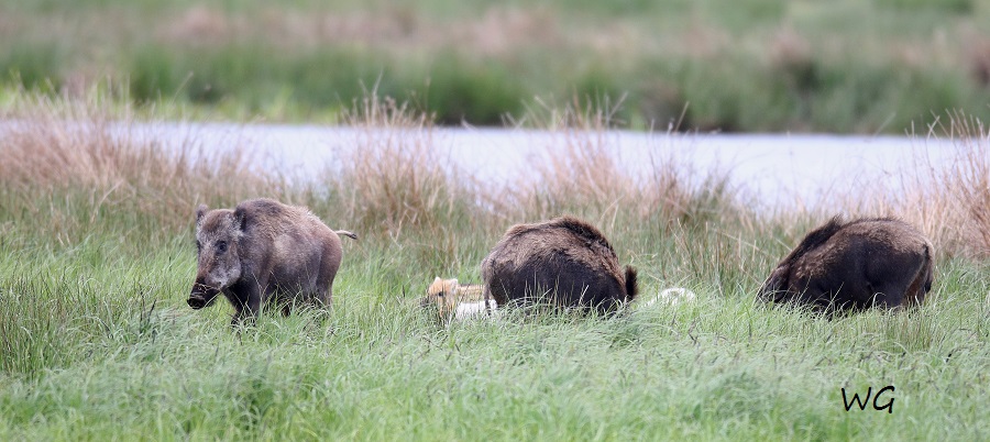 07 Wildschweine Huette 2 02.05.2017 154