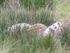 01 Wildschweine Huette 2 02.05.2017 198