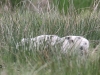 02 Wildschweine Huette 2 02.05.2017 199