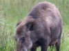03 Wildschweine Huette 2 02.05.2017 182