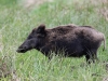 04 Wildschweine Huette 2 02.05.2017 226